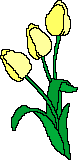 tulipan.gif